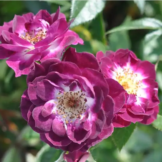 Trandafiri miniaturi / pitici - Trandafiri - Wekwibypur - 